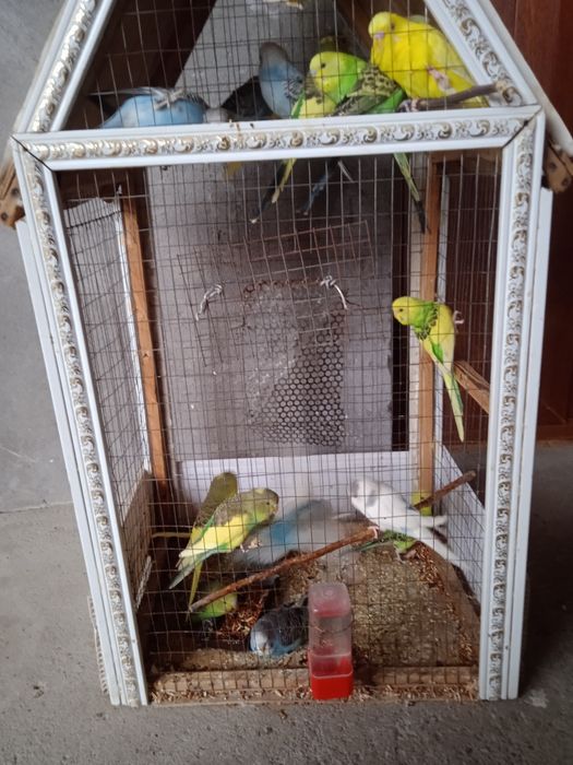 попугаевые семейство