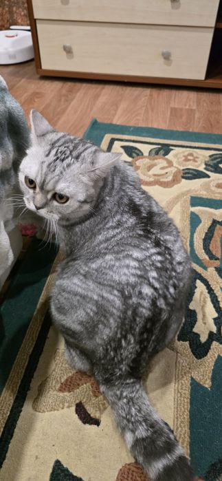 Котёнок британский 9 месяцев