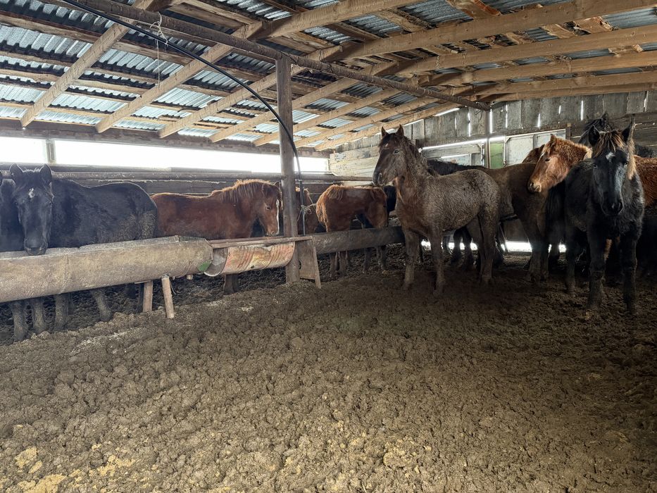 Жылкы откорм 1,5-2жасарлар