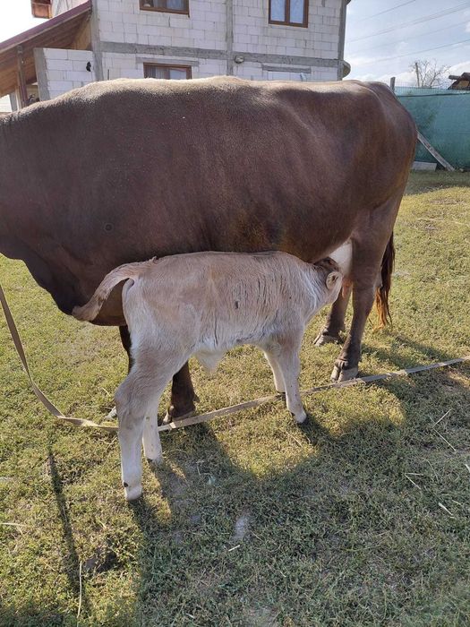 Vaca cu Vitel cauta alta casa