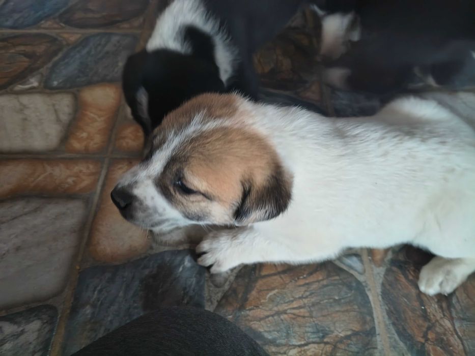 Подарявам Кученца!