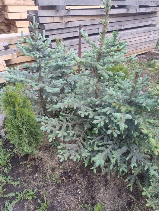 Crengi de brad la balot