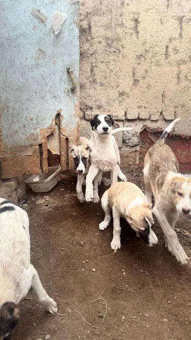 Продам шенят все девочки