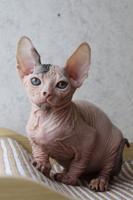 Котята сфинксы с шоу перспективой