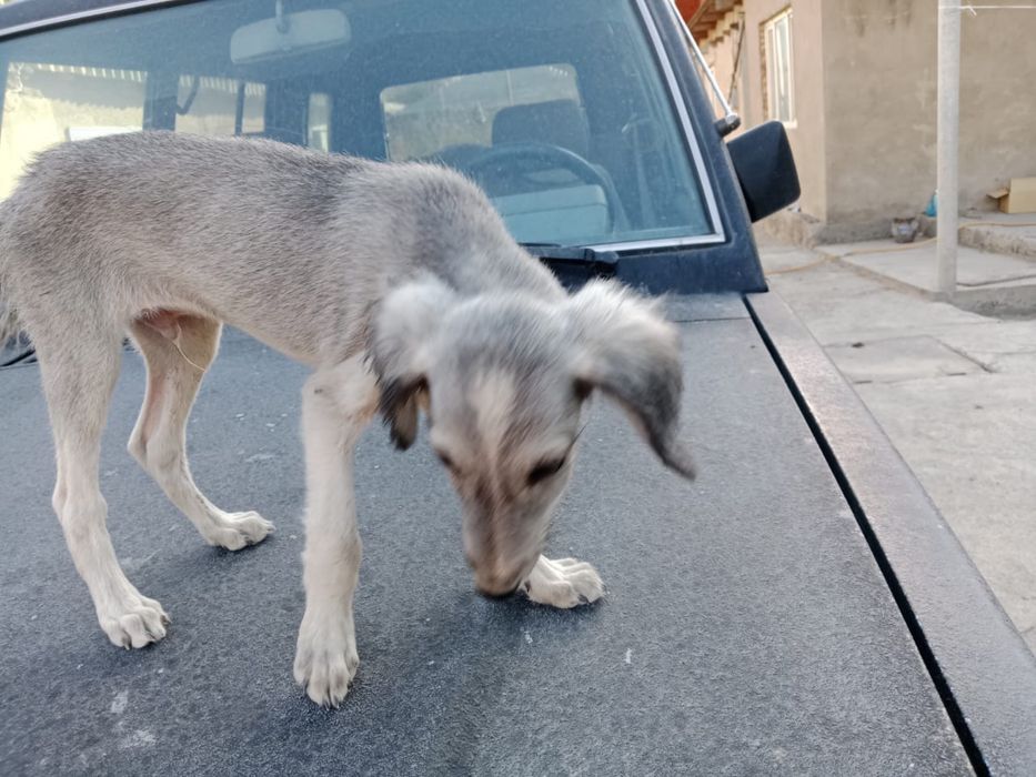 Продам тазы чистокровные