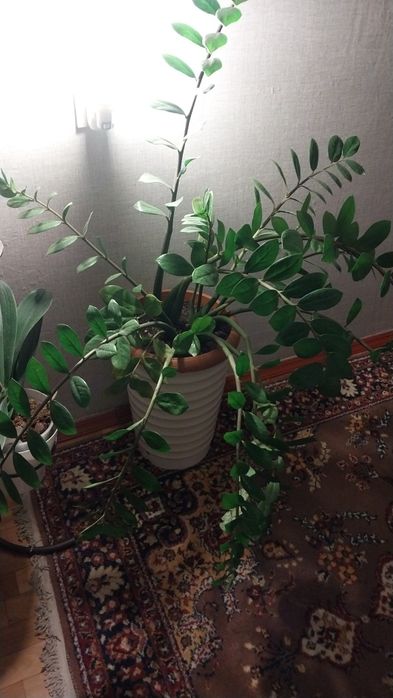 Комнатные цветы,домашние