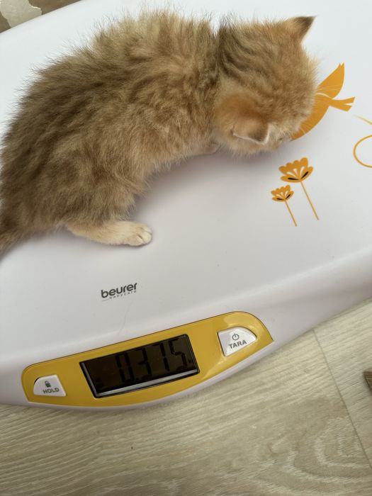 Британские котята Шиншиллы