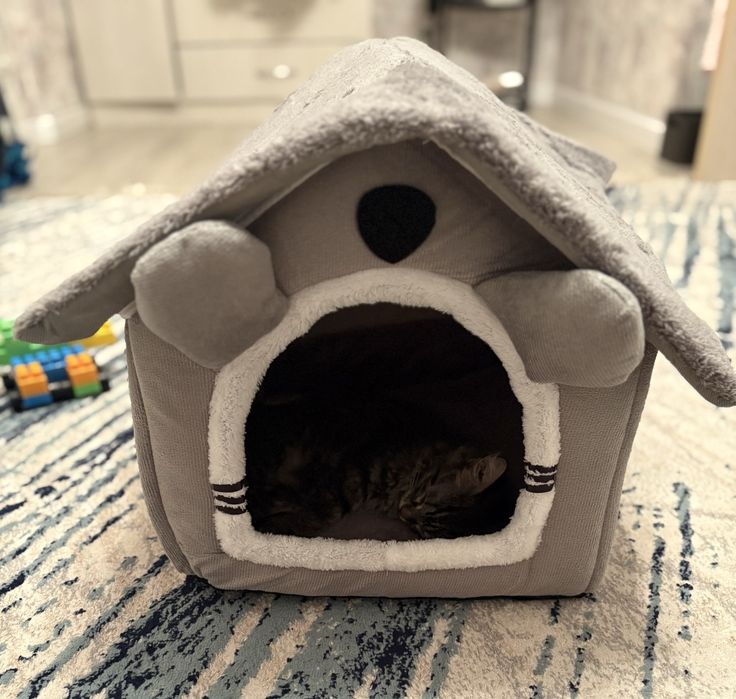 Кошка,5-6 месяцев