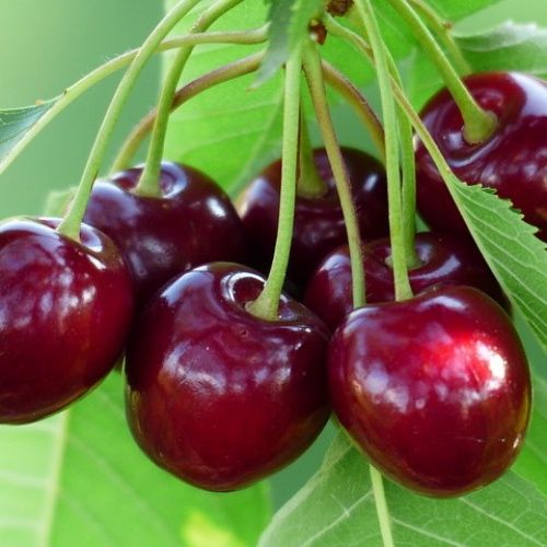Продается садовая вишня
