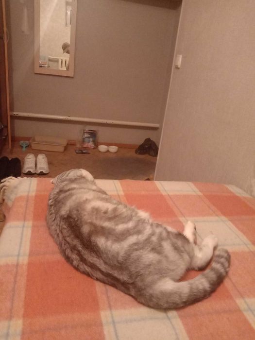шотландский вислоухий фолд