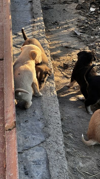 Отдам бесплатно щенят