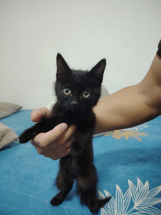 Котенок бесплатно