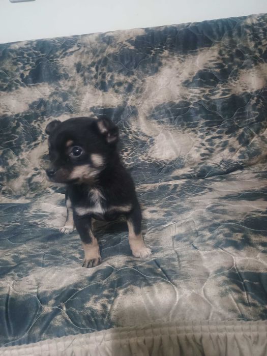 Свободни чухопинчери