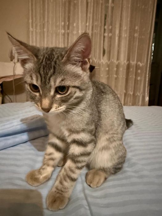 Кот шотландец 4,5 месяца