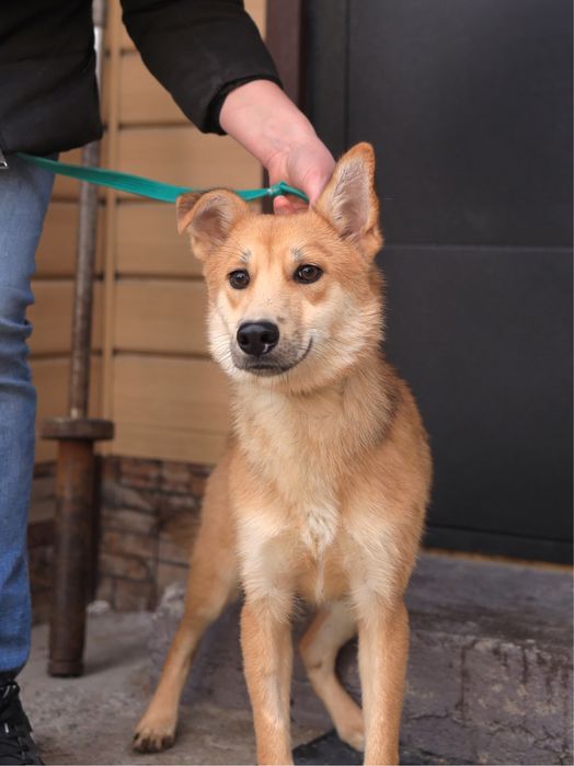 Красивый щенок 6 мес. Ник ищет дом