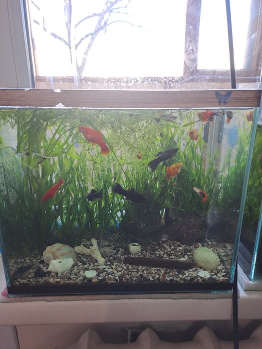 Красивые аквариумные рыбки.