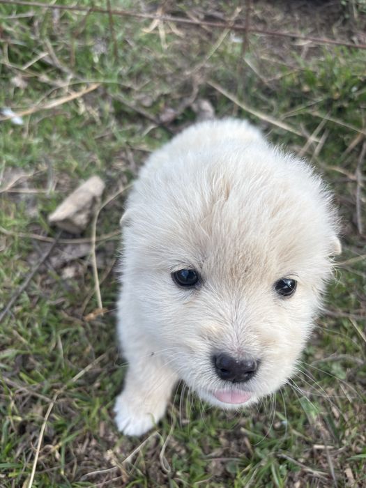 Catelusi dati spre donatie