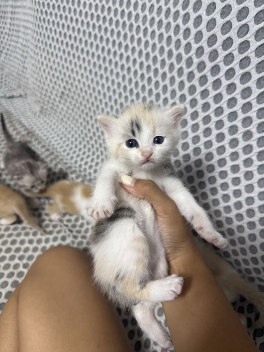 Отдам котят в добрые руки