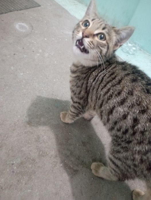 Отдаю кота бесплатно.