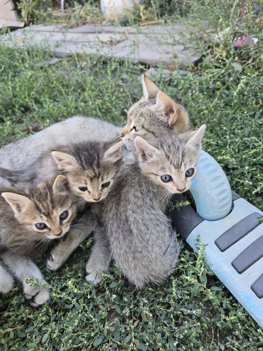 Отдам котят даром