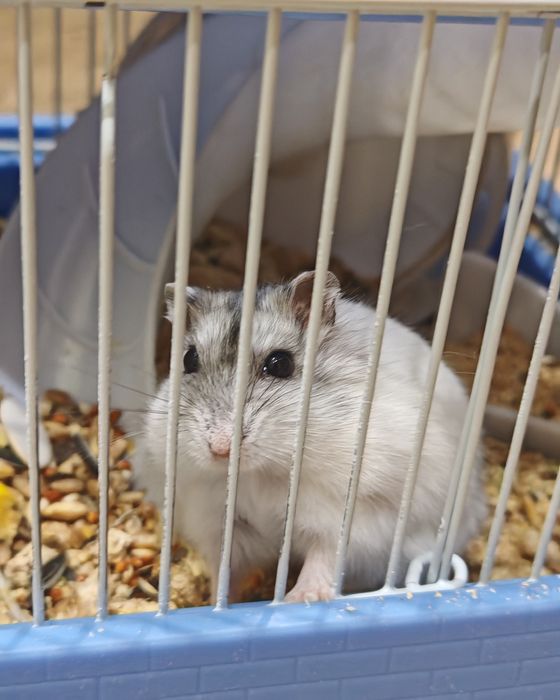 Джунгарский хомячок