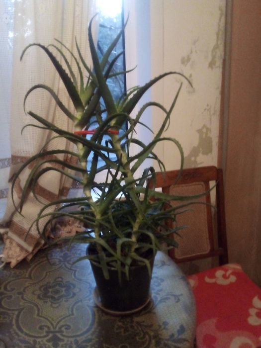Растение цветок алоэ