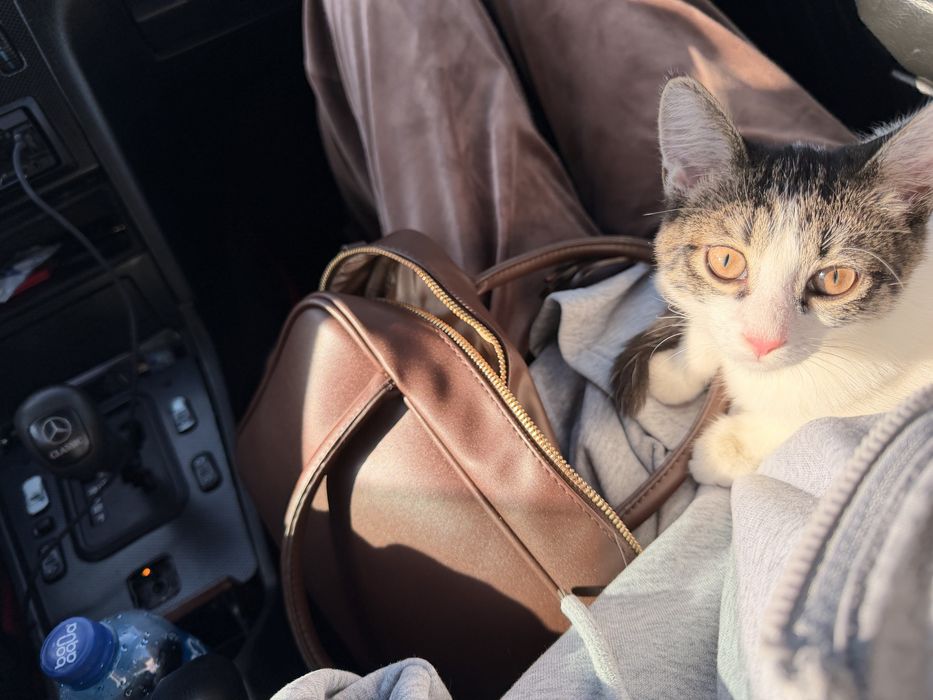 Котенок девочка