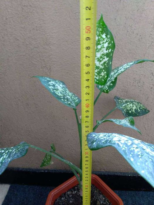 Цвете - стайно -