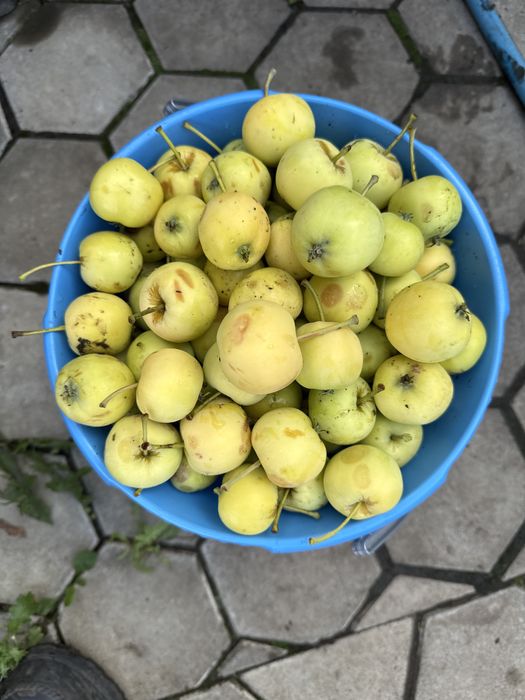 Продам яблоки уралка
