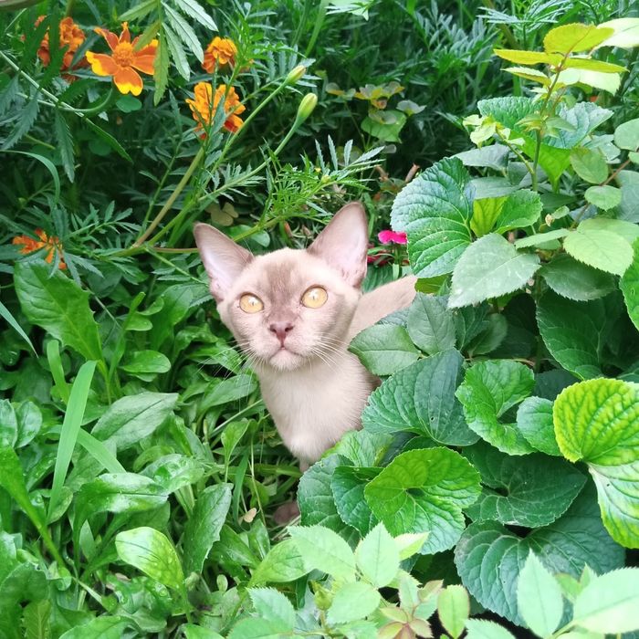 Продаются котята европейской бурмы