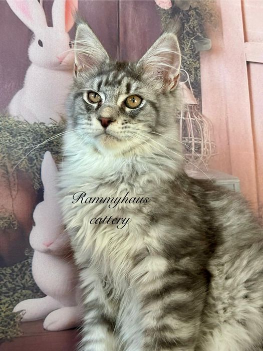 Felisa autorizata WCF, vinde pisoi cu pedigree, rasa Maine coon
