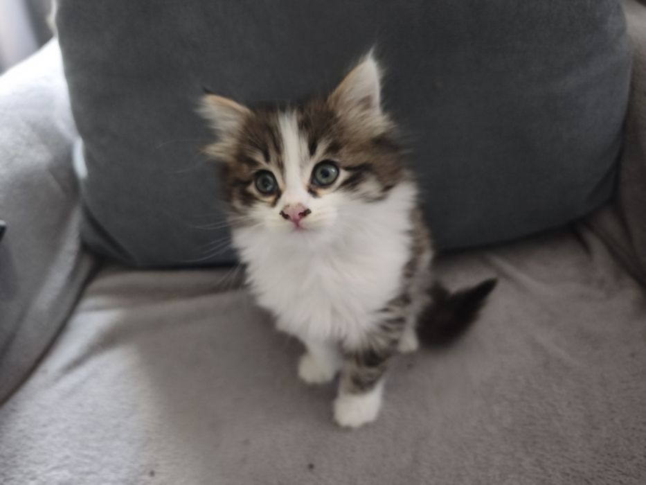 Продам двух месячных  котят