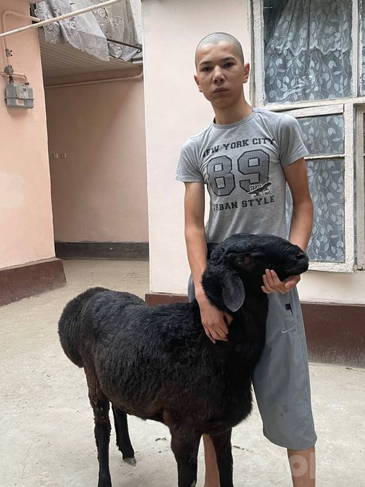 Qoʻyla 40 45 kilodan oshu