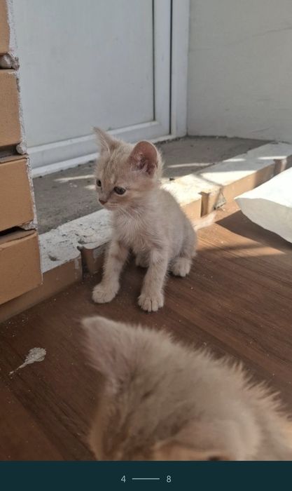 Срочно раөдаем котят в добрые руки!