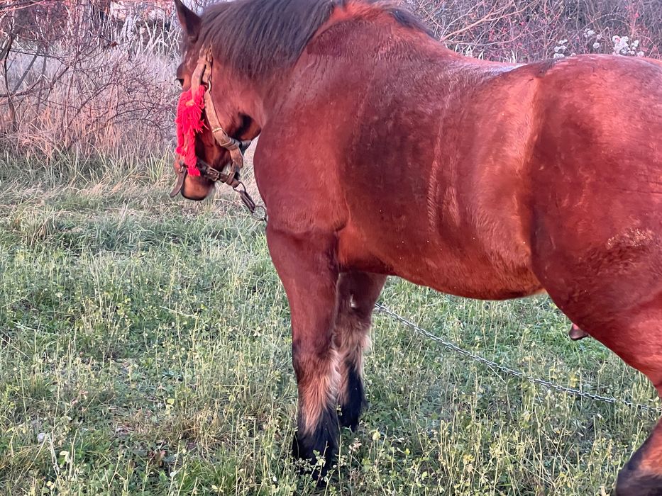 Vand armasar in varsta de 7 ani