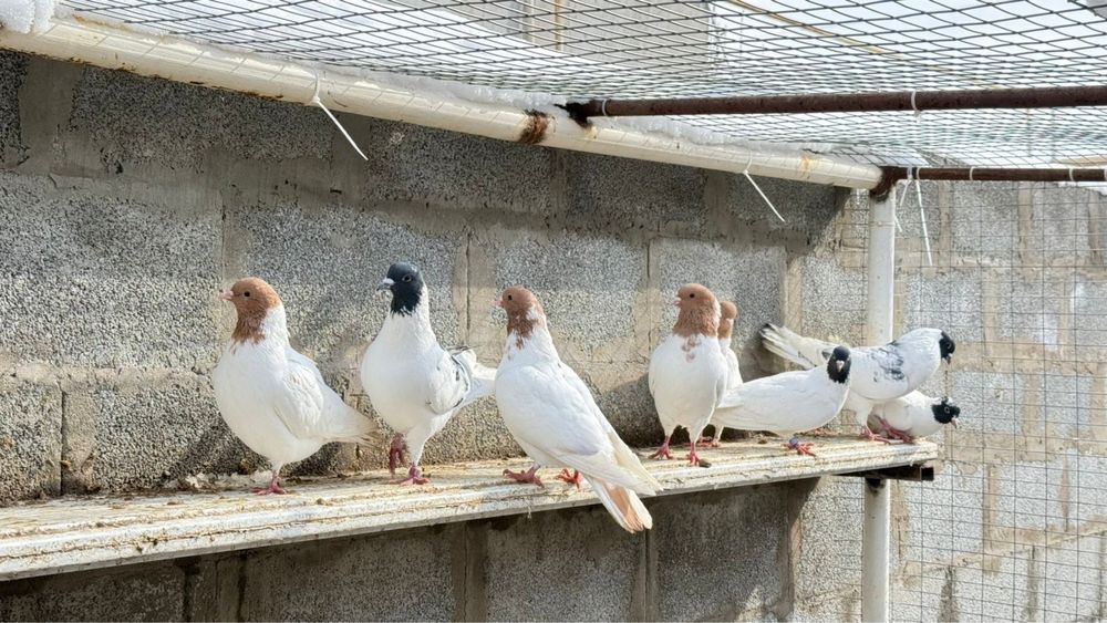 Голуби. Көгершіндер.