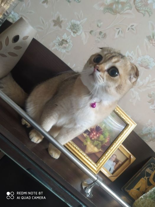 Вязка шикарный ширококосный кот шиншила