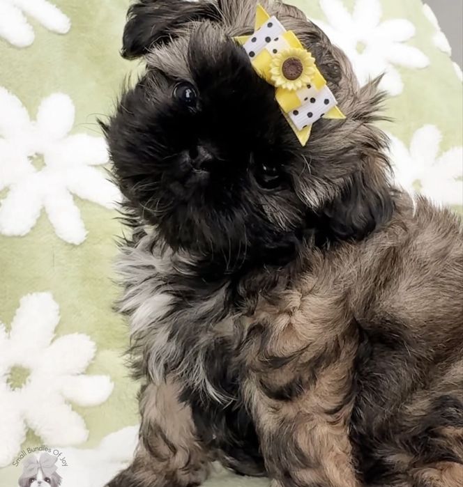 Mascul bichon havanez 650 lei