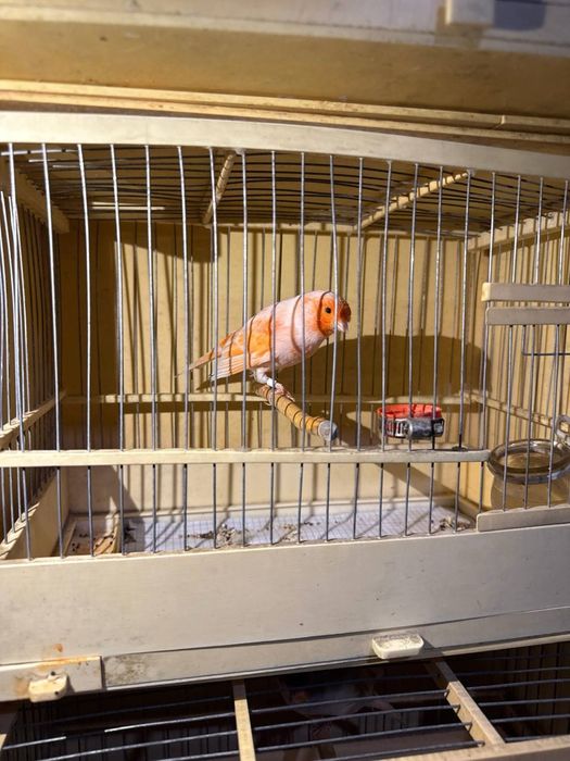 Sayraydigan Kanareykalar