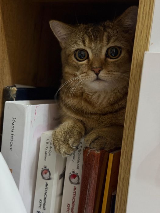 Вязка шотландский кот