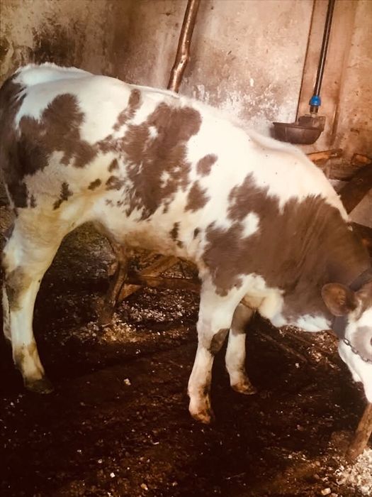 Vând bou belgian si junincă
