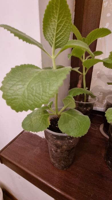 Растения отростки