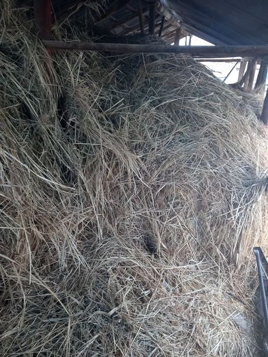 Прадаётса сена 2025 года