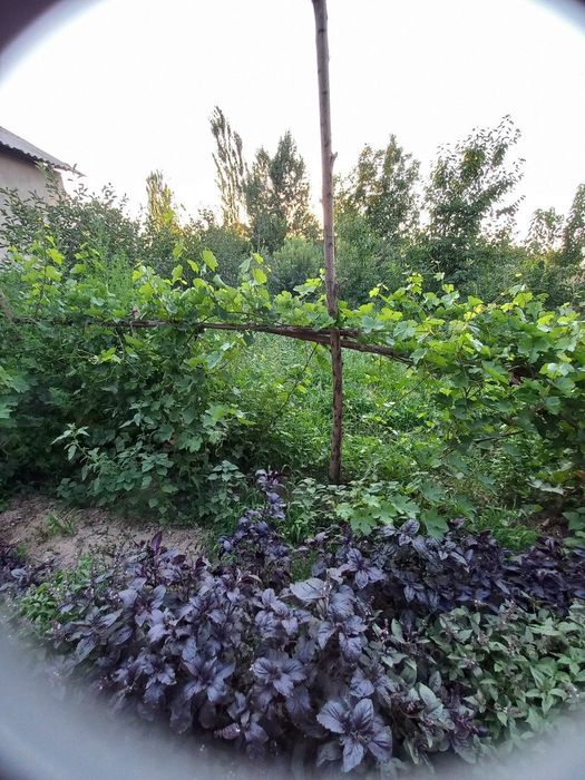 Ховли жой сотилади