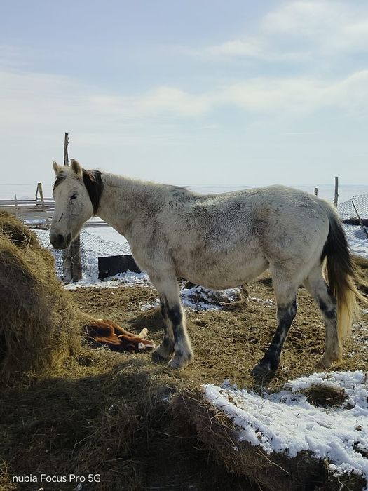 Продаются лошади