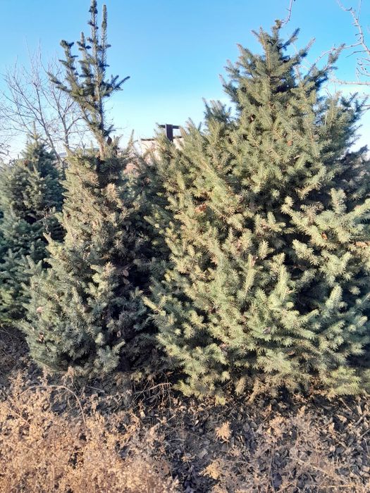 Продам ёлки по 15000