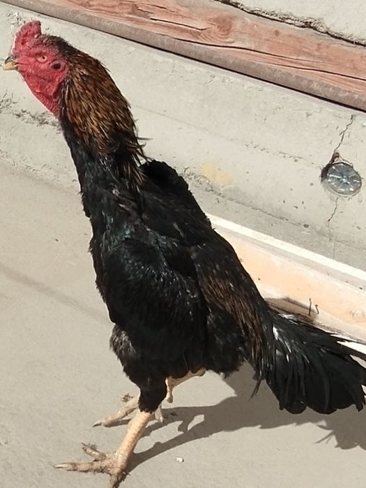 Qizlar porno jinsiy aloqa galereyasi