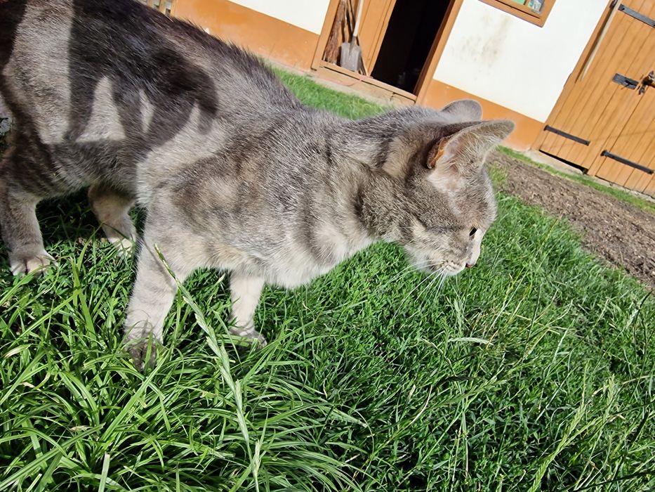 Ofer spre adopție doi pisici iubitori