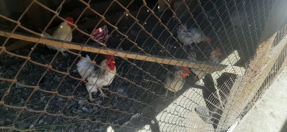 Продам куречек и петухов молодые