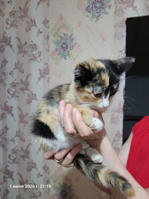 Отдам  кошечку. ..